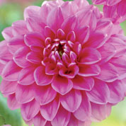 Dahlia Ball 'Peter'